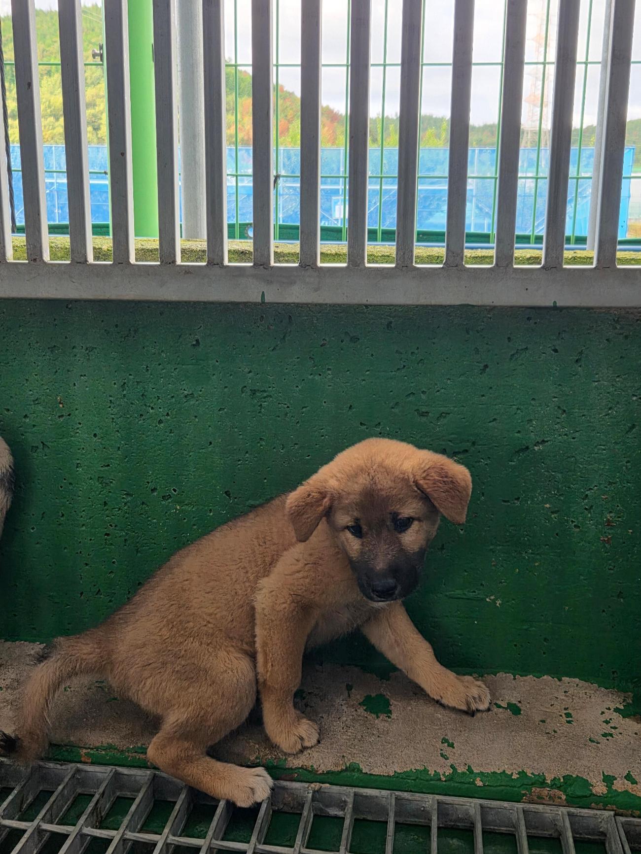 광양시 임시보호소_446484202500751